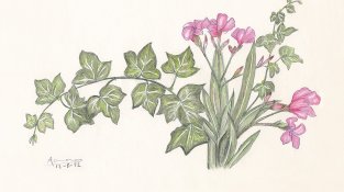 Un dibuix acolorit de la Ramona Bruy Puig