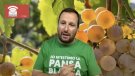 #Alella2023: Cinc temes que poden decidir el vot dels alellencs, nou capítol del pòdcast amb Òscar Pallarès