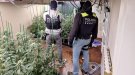Policia Local i Mossos d'Esquadra desarticulen un grup criminal que cultivava marihuana a Alella