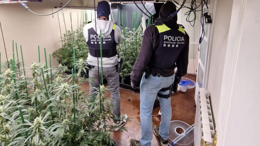 Policia Local i Mossos d'Esquadra desarticulen un grup criminal que cultivava marihuana a Alella