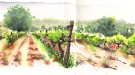 'Urban sketchers' del Maresme dibuixen les vinyes de la vall de Rials