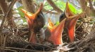 La primavera neix al jardí de casa