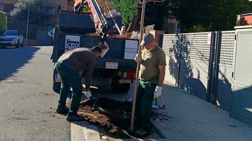 Planten una cinquantena d'arbres als carrers d'Alella