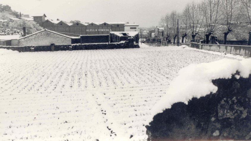 Una bonica imatge del passat que mostra Alella nevada i la Vinícola al fons